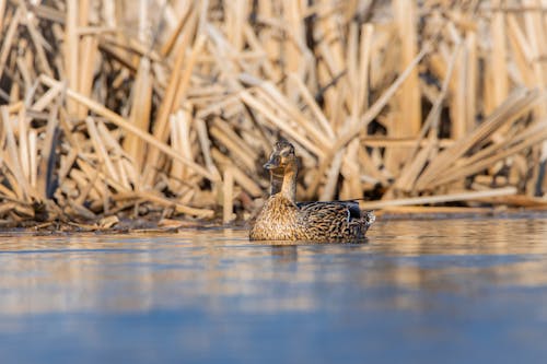 Duck in a Lake 