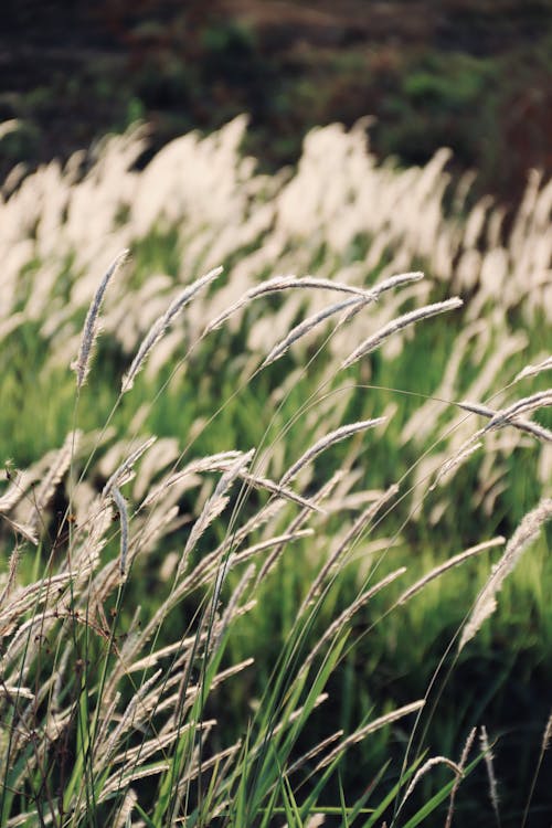 A close up of some tall grass in the grass