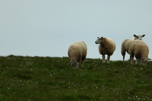 Free stock photo of sheep
