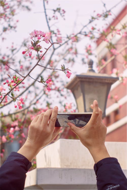 Free A person taking a photo of a flower with their cell phone Stock Photo