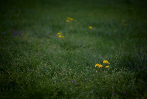 Foto d'estoc gratuïta de Pentax