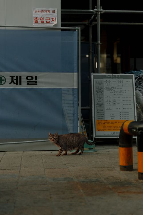 Free A tabby cat walks near a construction site, surrounded by urban structures. Stock Photo