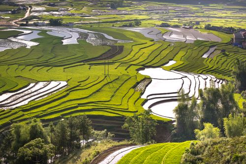 Free A breathtaking aerial view of lush green rice terraces, showcasing natural beauty and agricultural heritage. Stock Photo