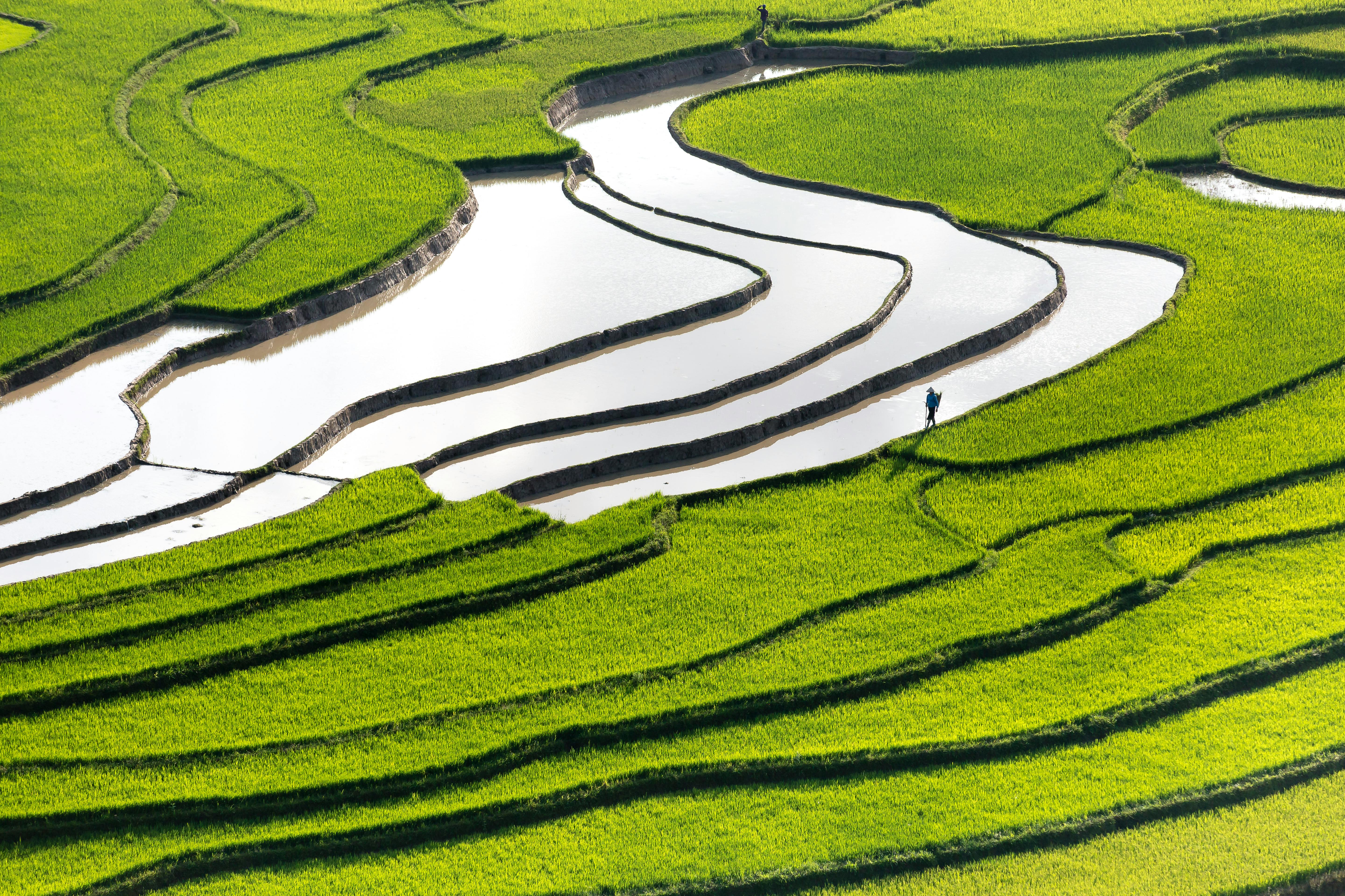 Hình ảnh đẹp về cánh đồng lúa chín ở làng quê Việt Nam - Trung Tâm Anh Ngữ  Quốc Tế ISEC Đà Nẵng
