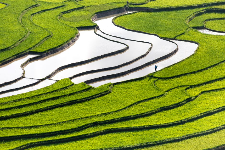 Scenic aerial shot of vibrant green rice terraces with a person walking, showcasing agricultural beauty.