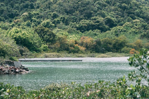 Foto profissional grátis de árvores, ecológico, floresta