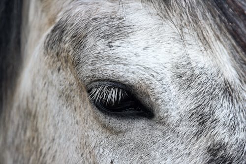 Kostnadsfri bild av djurfotografi, häst, huvud