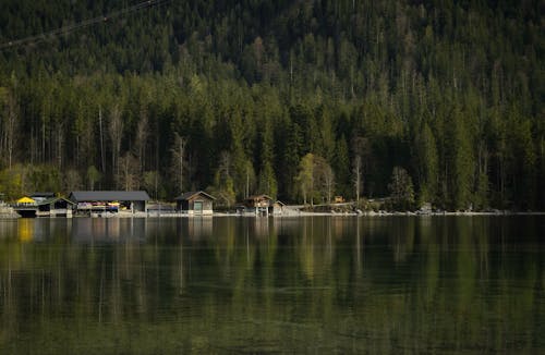 Ilmainen kuvapankkikuva tunnisteilla havupuut, ikivihreä, järven ranta