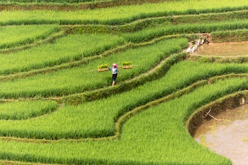 Person Walking In Green Grass Terraces