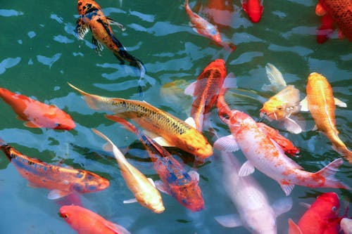 水中で遊ぶ金魚