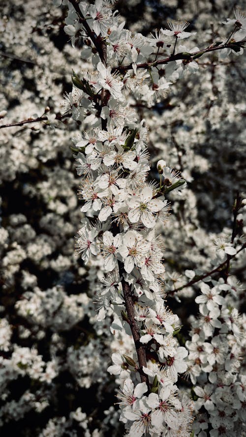 bahar, beyaz, dikey atış içeren Ücretsiz stok fotoğraf