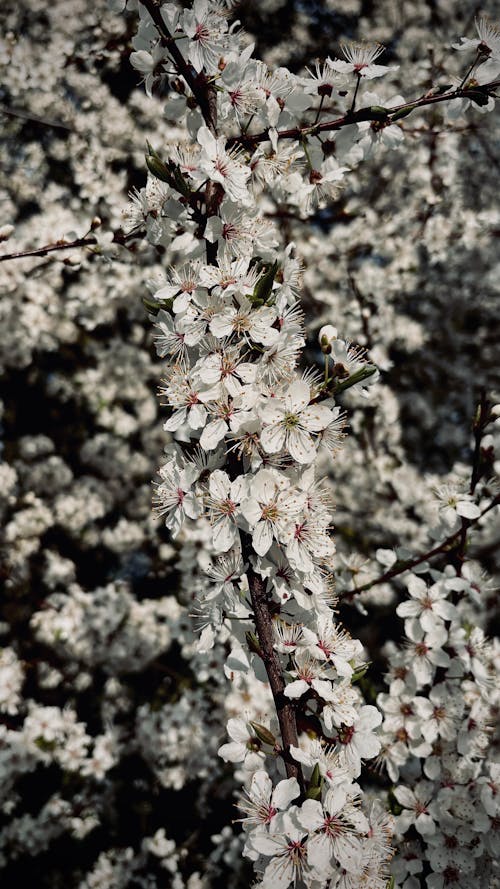 A close up of a tree with white flowers