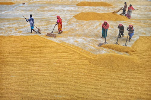 Free People Shoveling Grain into Pile Stock Photo