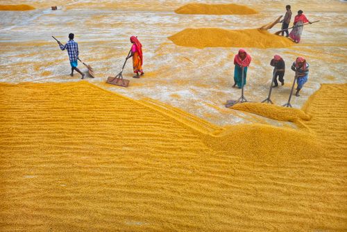 Free Farmers in Habra, India working with grain piles outdoors in rural settings. Stock Photo