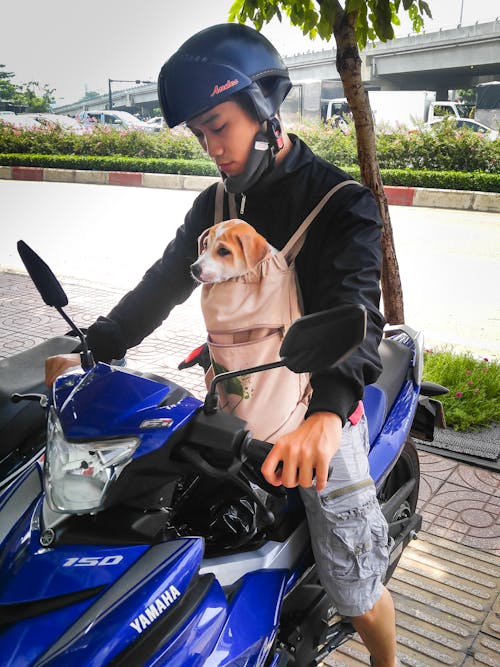 Free Man Riding Motorcycle While Carrying Dog Stock Photo