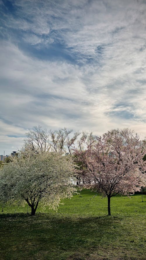 A tree with pink blossoms and a grassy field