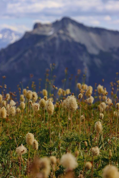 Gratis lagerfoto af bjerg, blomster, eng