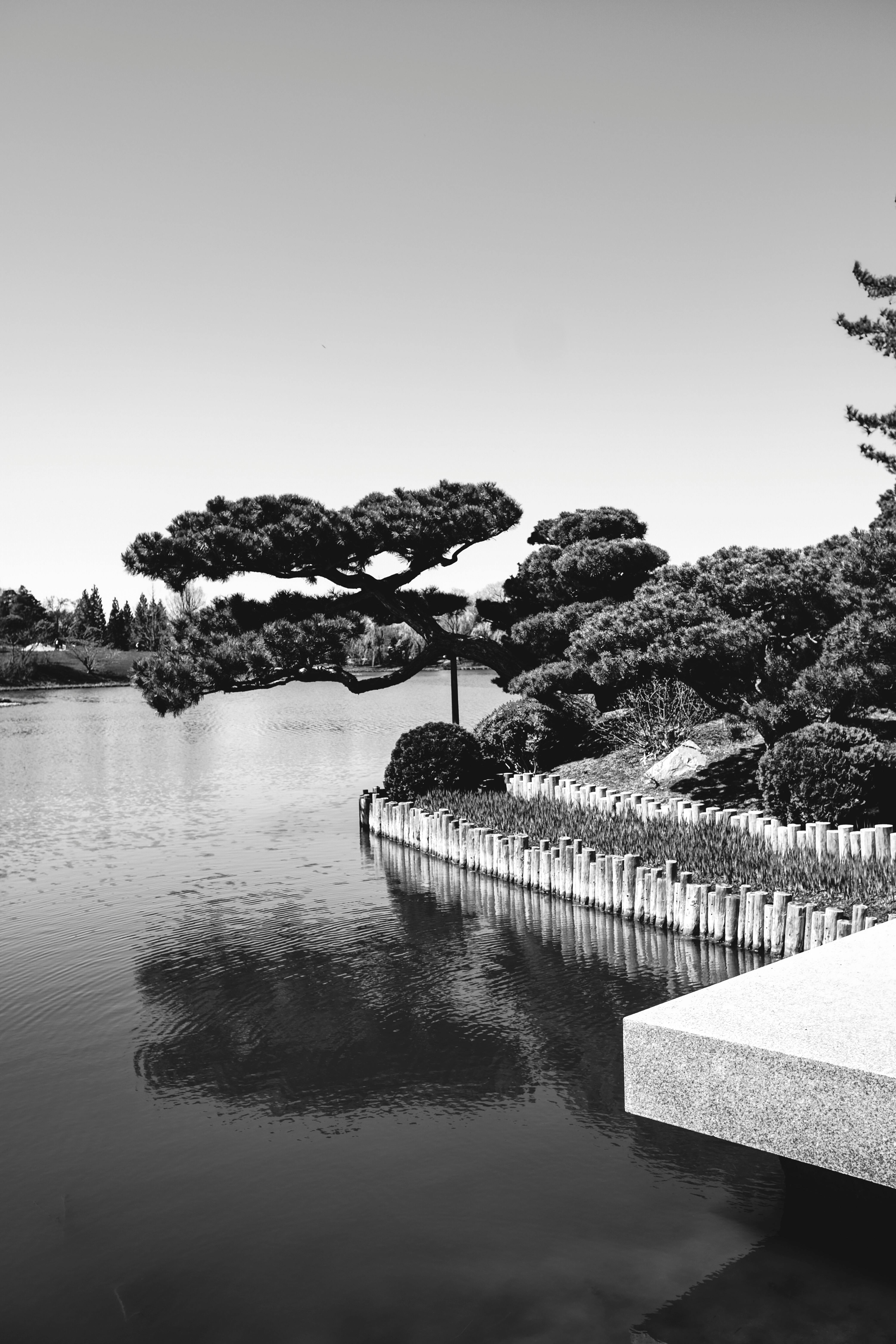 Tranquil Japanese garden landscape in monochrome with a reflecting pond and sculpted trees.