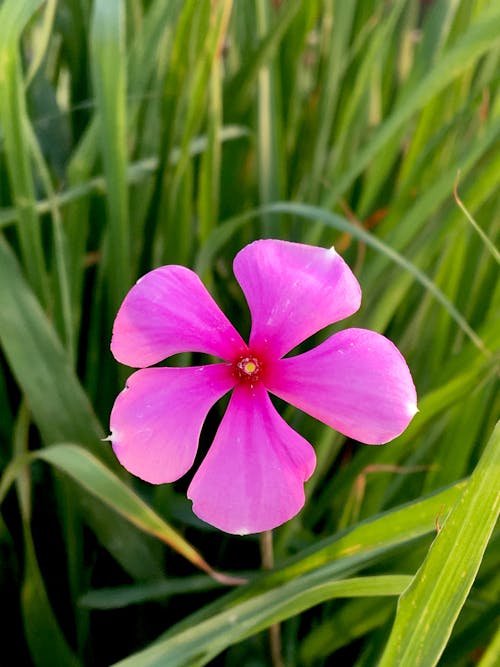 Photos gratuites de belle fleur, fleures écloses, flore