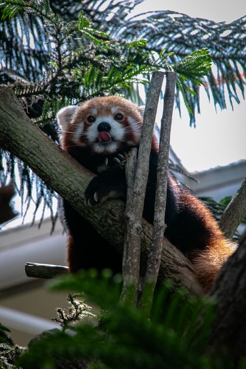 Free Red panda perched on a tree branch, showcasing its unique and charming features. Stock Photo