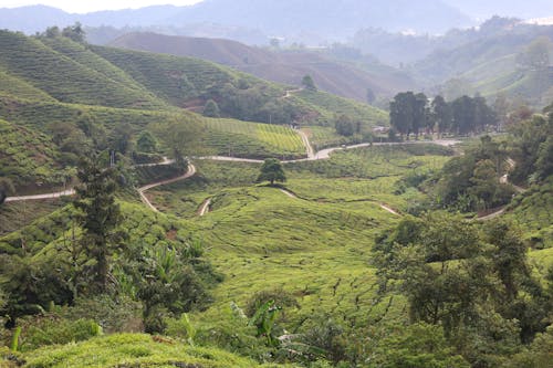 The tea plantations in cameron highlands