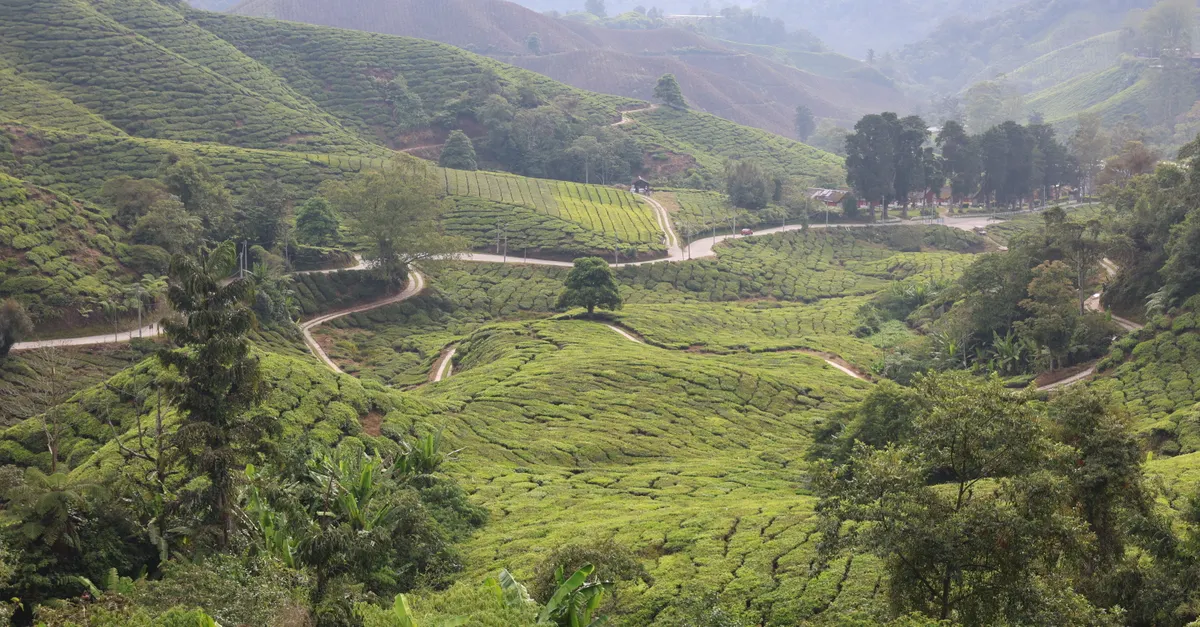 Vue panoramique du Mont Brinchang à Cameron Highlands, avec ses forêts brumeuses et son antenne de télécommunication