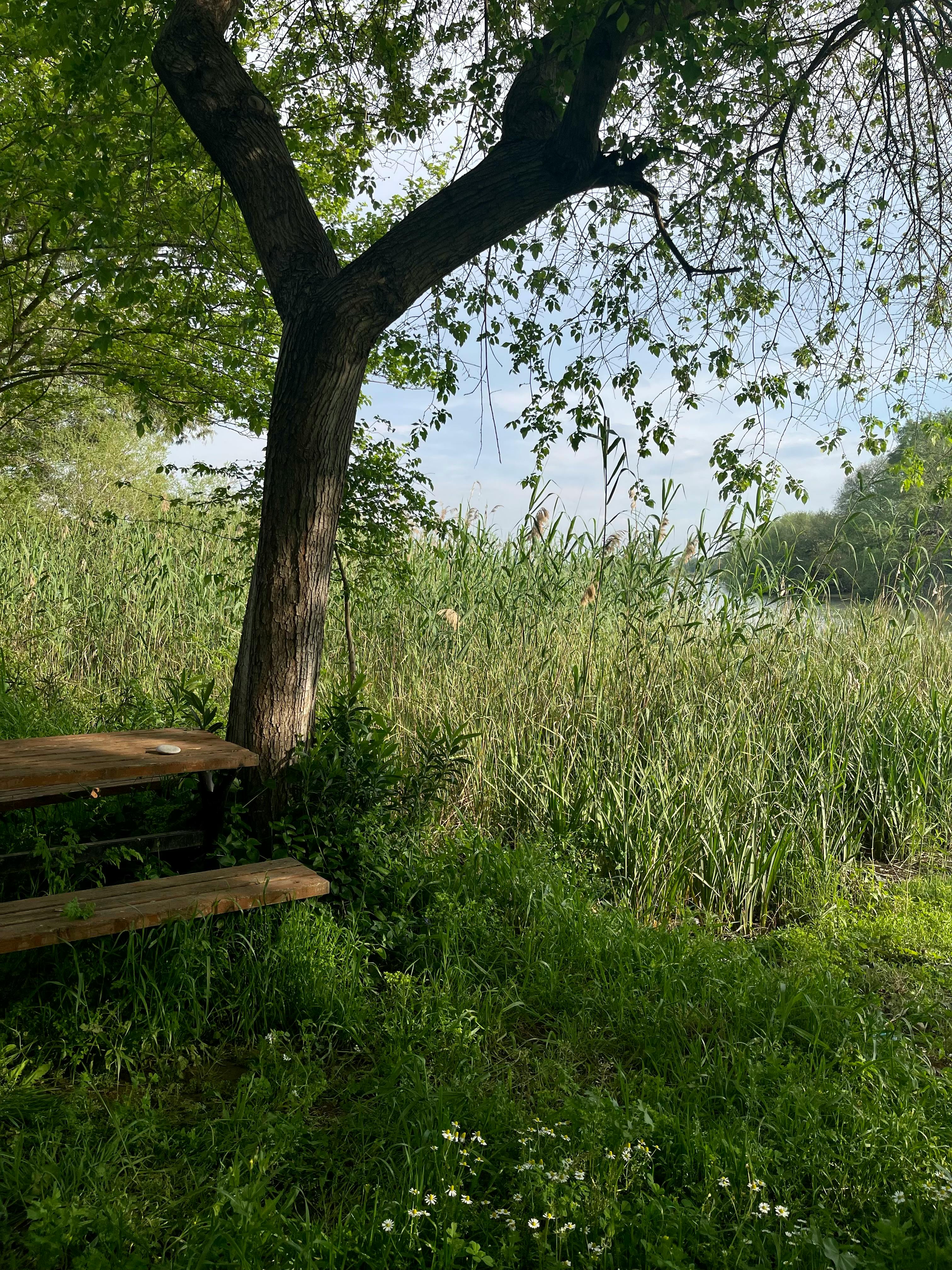 Peaceful outdoor scene with a bench by the lake surrounded by greenery and tall reeds.