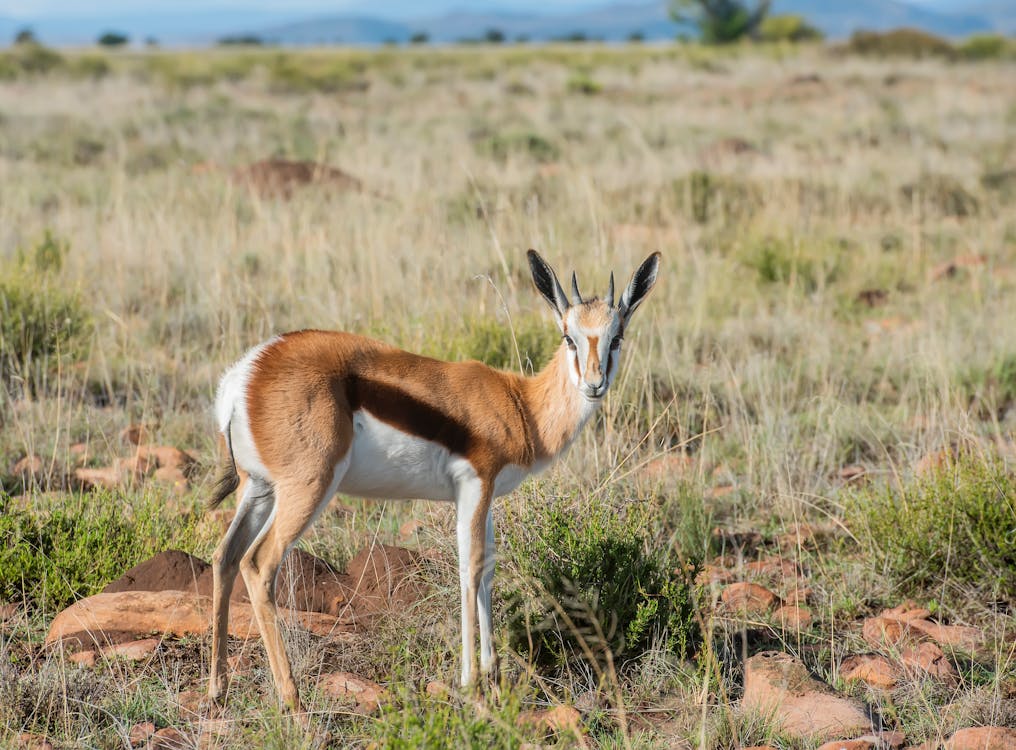 A gazelle standing in the middle of a field