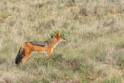 Δωρεάν στοκ φωτογραφιών με άγρια φύση, άγριος, αλεπού