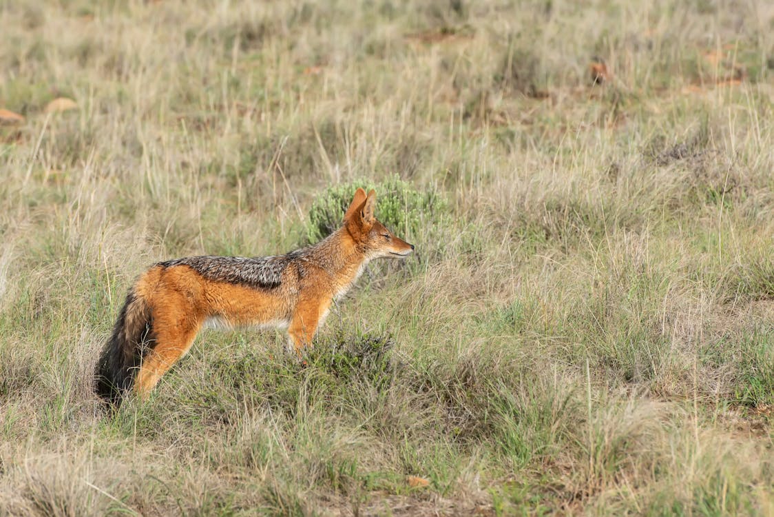 A black - backed jackal is standing in the grass