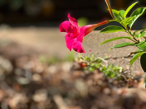 Бесплатное стоковое фото с красивый цветок, розовый цветок, цветок