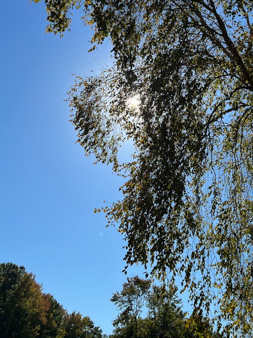 Бесплатное стоковое фото с дерево, солнце и дерево