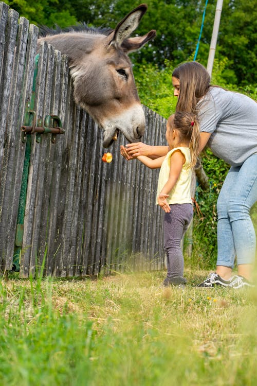 Základová fotografie zdarma na téma farma, holka, krmení