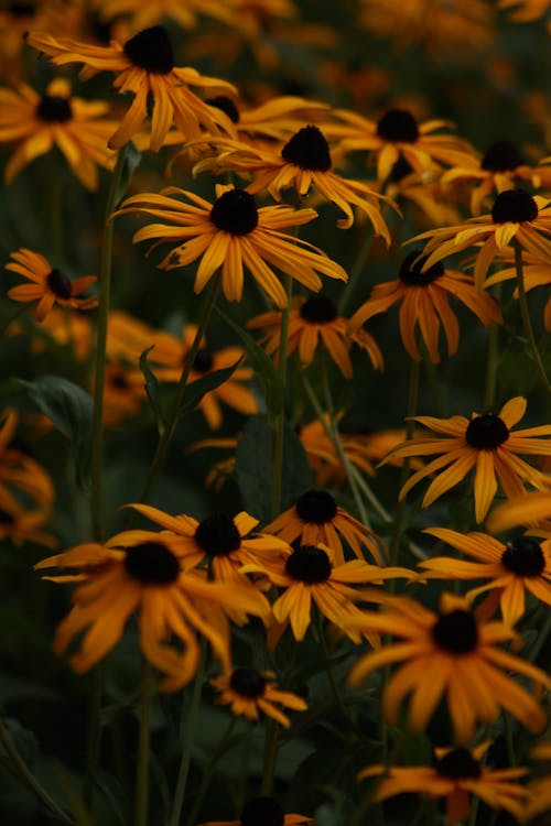 Foto profissional grátis de abundância, amarelo, flores