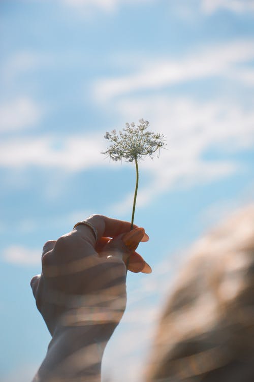 Woman Hand Holding Flower