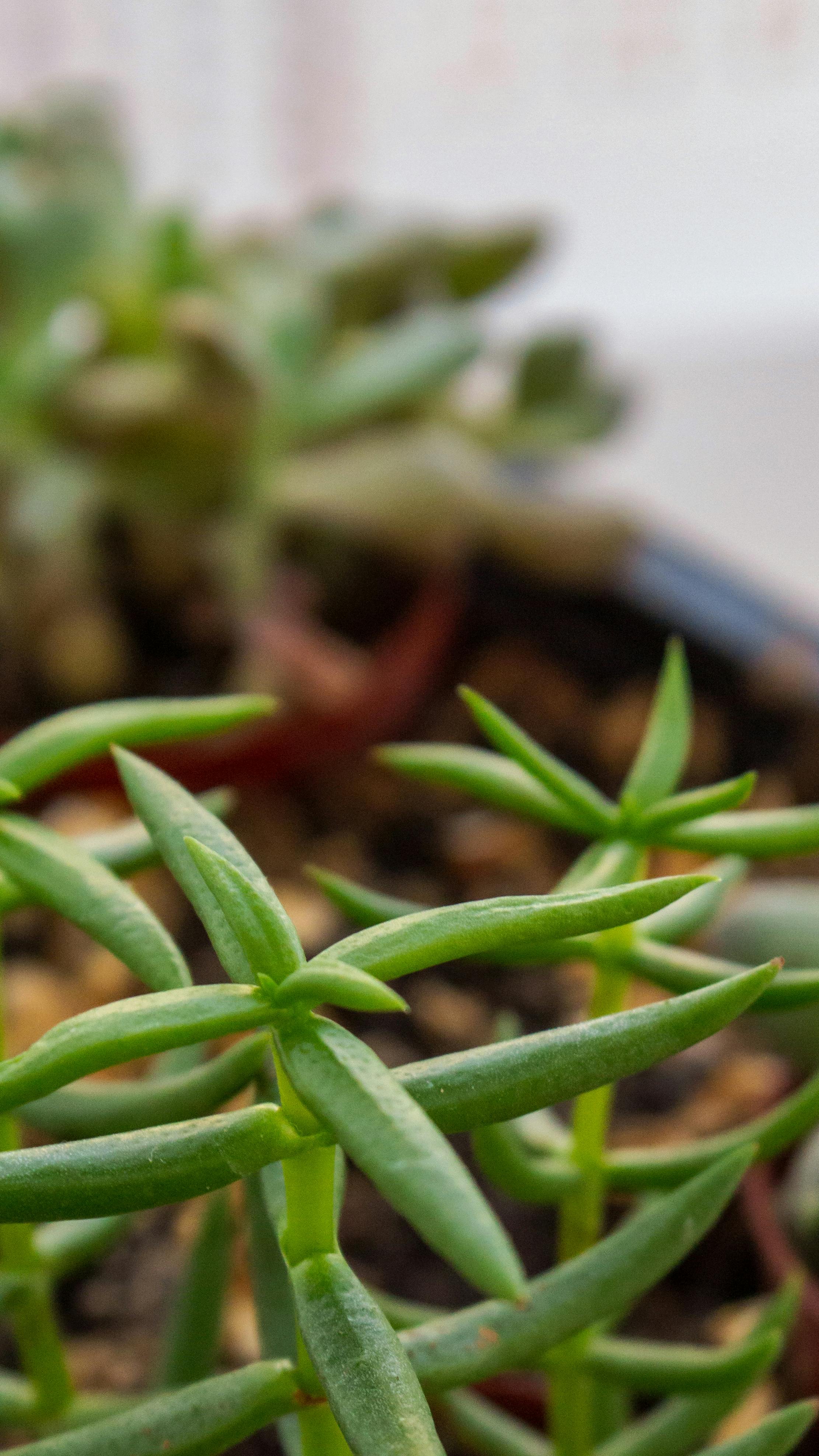 Detailed macro shot of green succulent leaves in a pot showcasing indoor plant life.