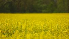 A vibrant field of blooming rapeseed flowers with a lush green background during daytime.