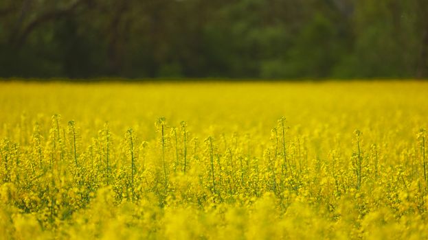 yellow rapeseed canola field