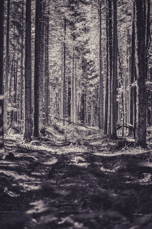 Foto stok gratis conifera, hitam & putih, hutan