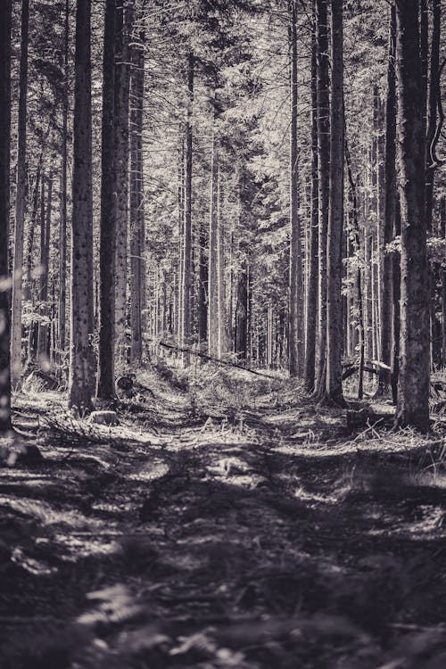 Free A black and white photo of a forest path Stock Photo