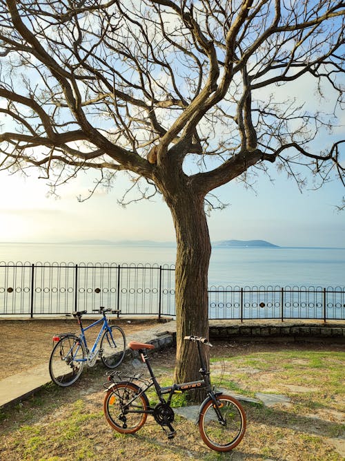 Bikes Under the Tree by the Shore 