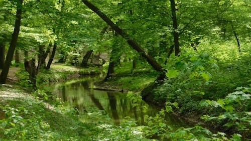 Immagine gratuita di alberi, cespugli, fiume