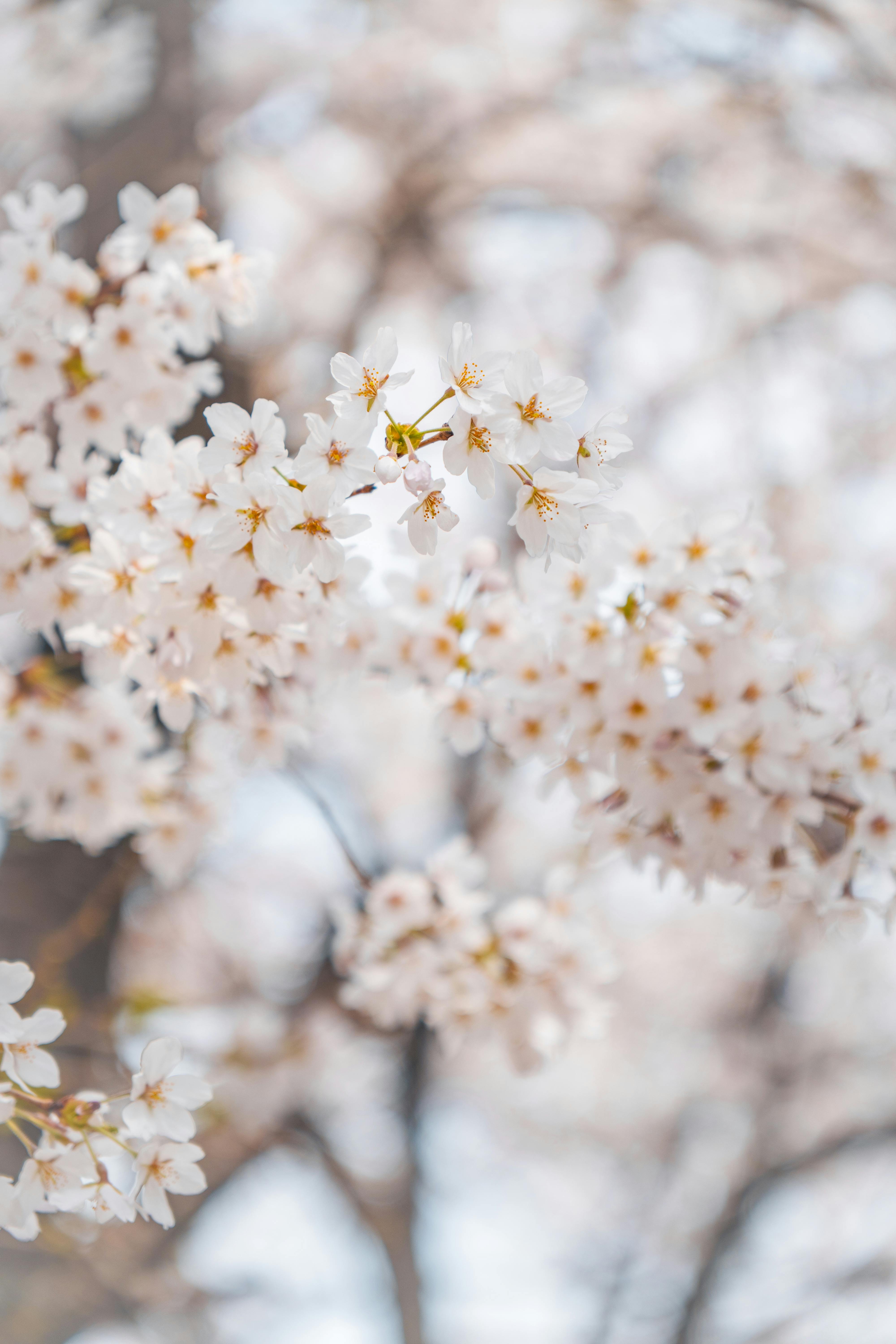 Delicate cherry blossoms blooming in Tokyo, capturing the essence of spring's beauty.