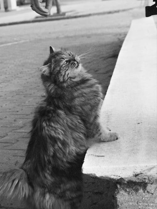 Furry Cat on a Street in Black and White 