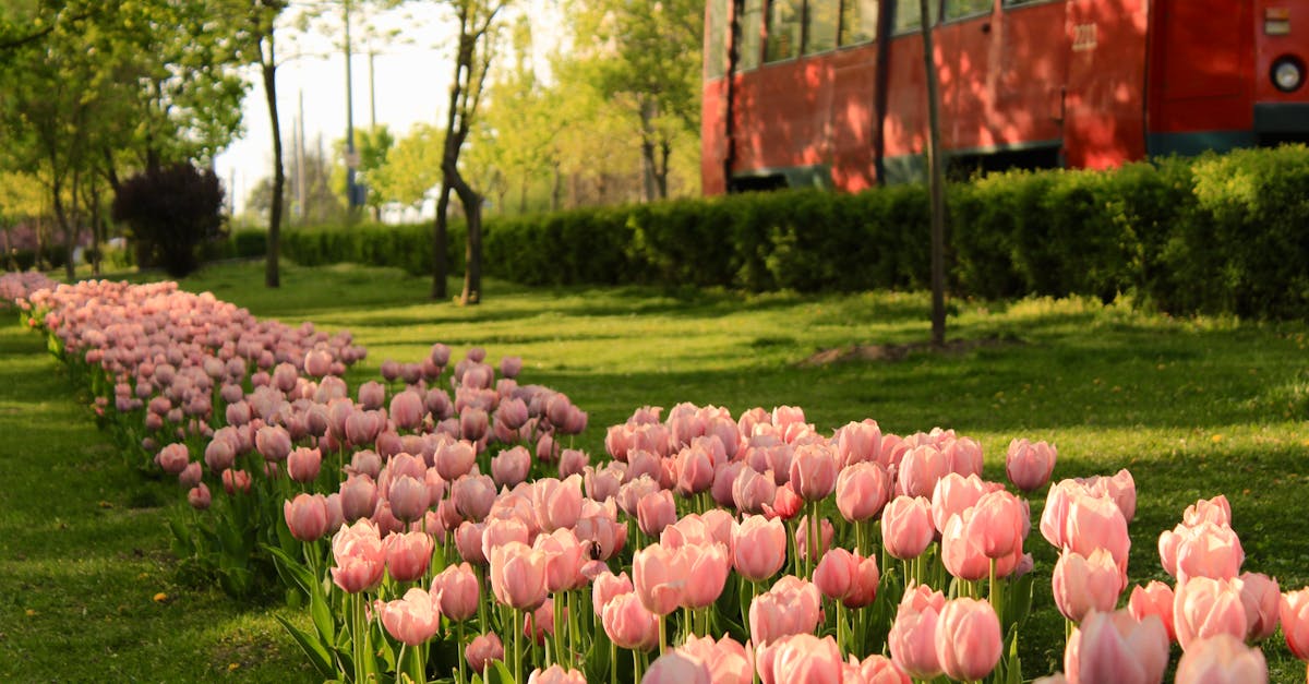 Beneficios de los jardines de lluvia