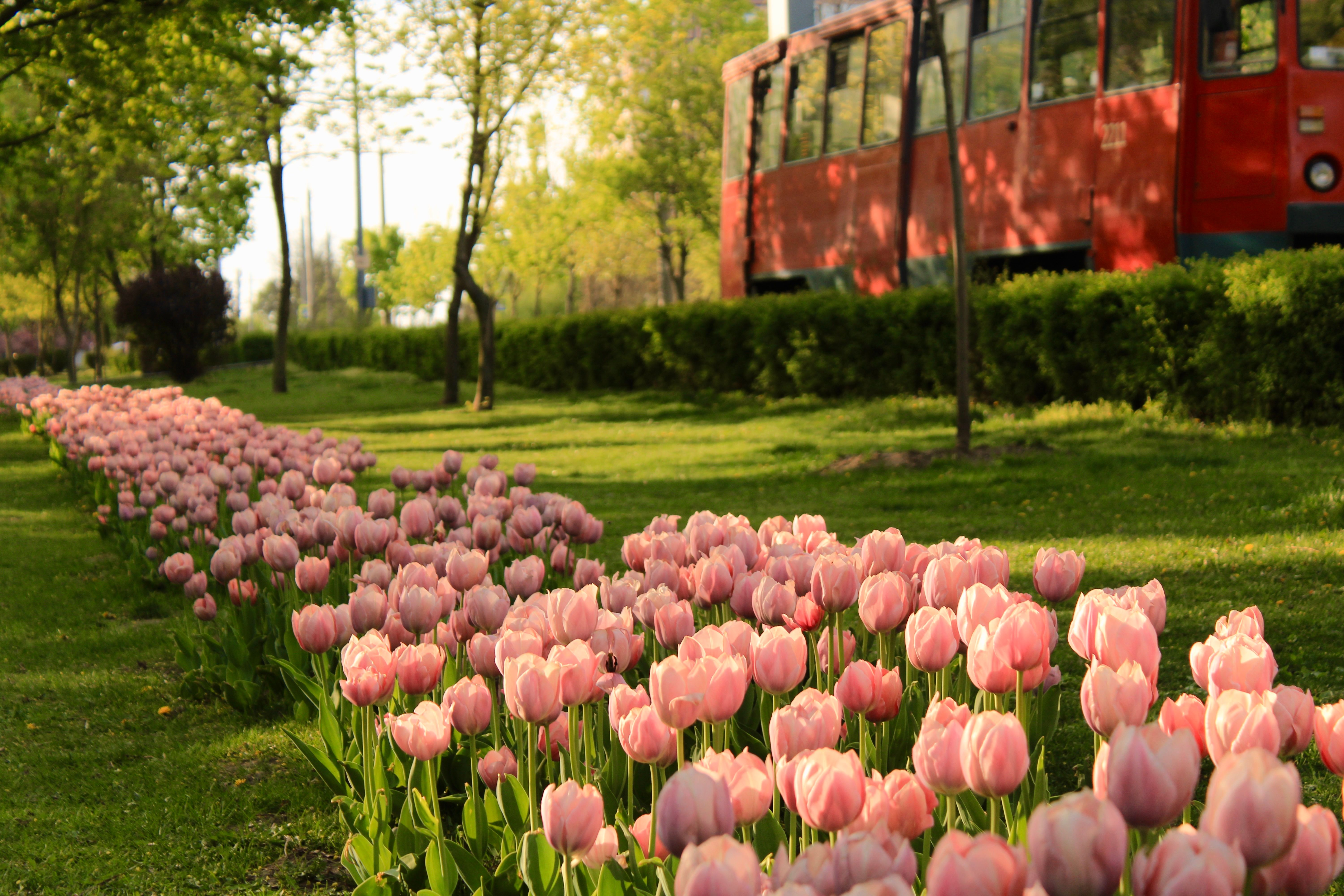 A red bus drives by a field of pink tulips · Free Stock Photo