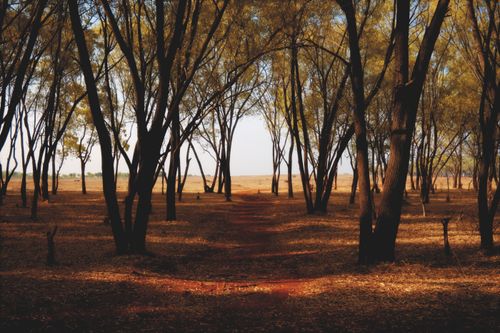 Free Serene autumn forest with tall trees and a pathway in Bengaluru, India. Stock Photo