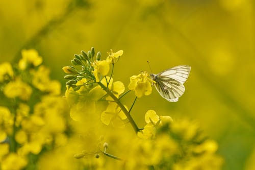 Foto profissional grátis de amarelo, animal, arbustos