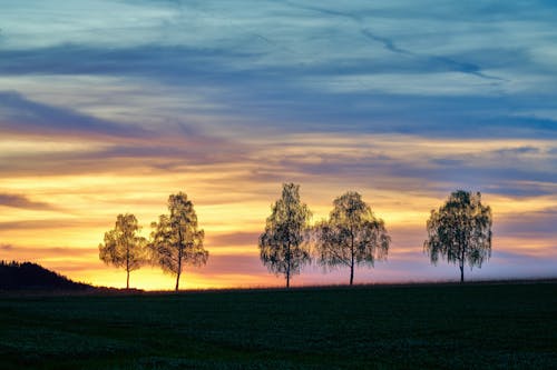 Free Three trees in a field at sunset Stock Photo