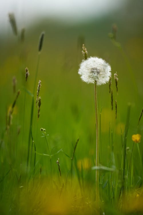 A dandelion in a field of tall grass